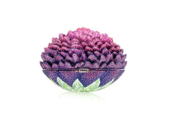 Peony Belladonna