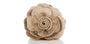 Soft Rose Belle Champagne