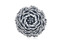 Peony Moonbeam