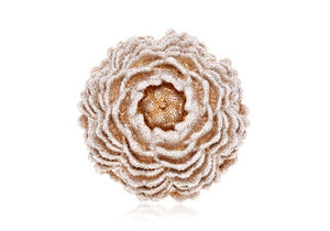 Peony Halcyon Hill-1